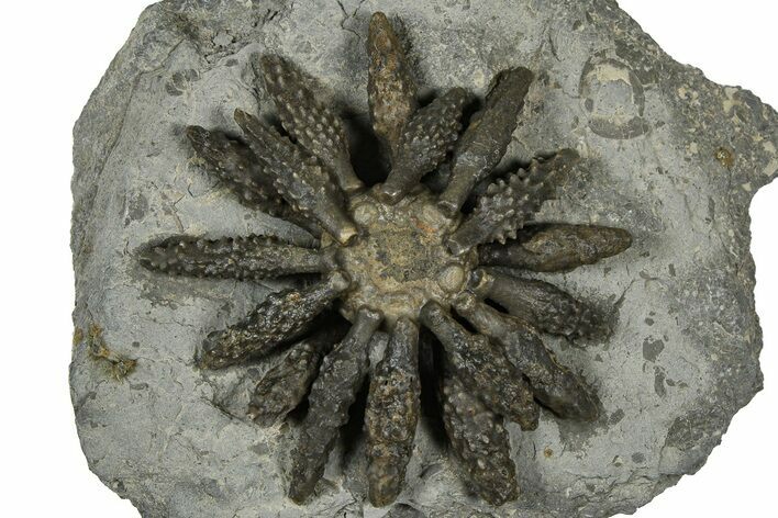 Jurassic Club Urchin (Caenocidaris) - Boulemane, Morocco #366920